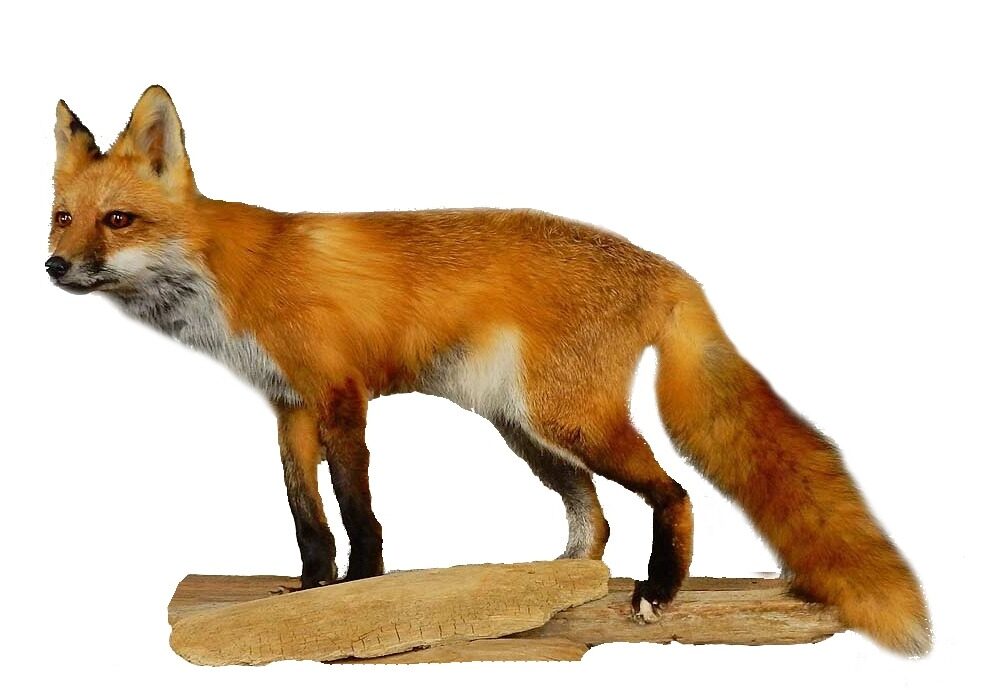 KUB-DP-015 LIŠKA OBECNÁ (VULPES VULPES)