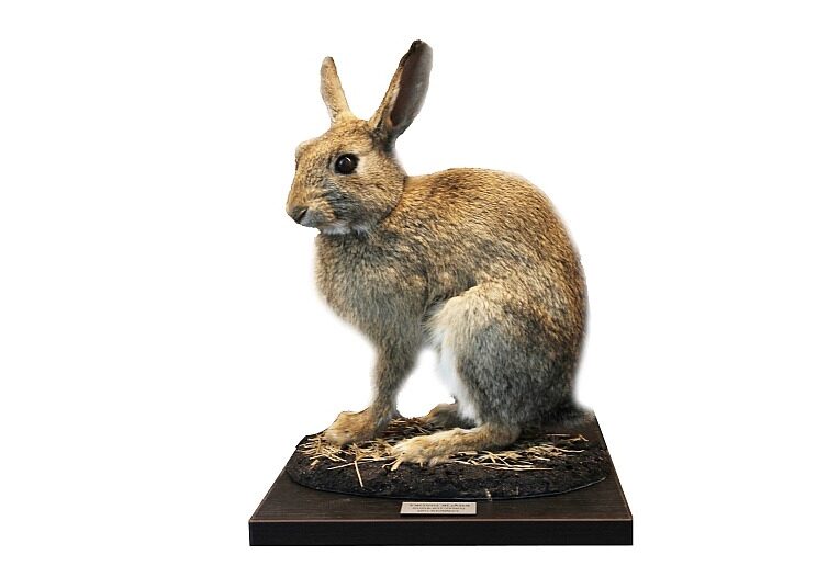 KUB-DP-018 KRÁLÍK DIVOKÝ (ORYCTOLAGUS CUNICULUS)