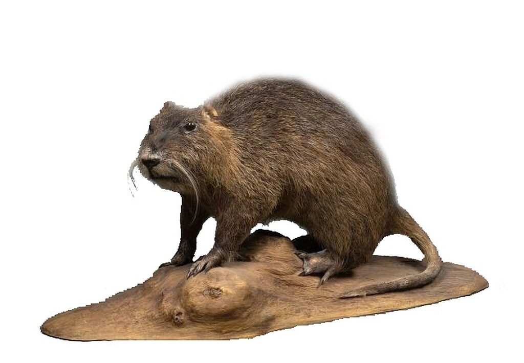 KUB-DP-020 NUTRIE ŘÍČNÍ (MYOCASTOR COYPUS)