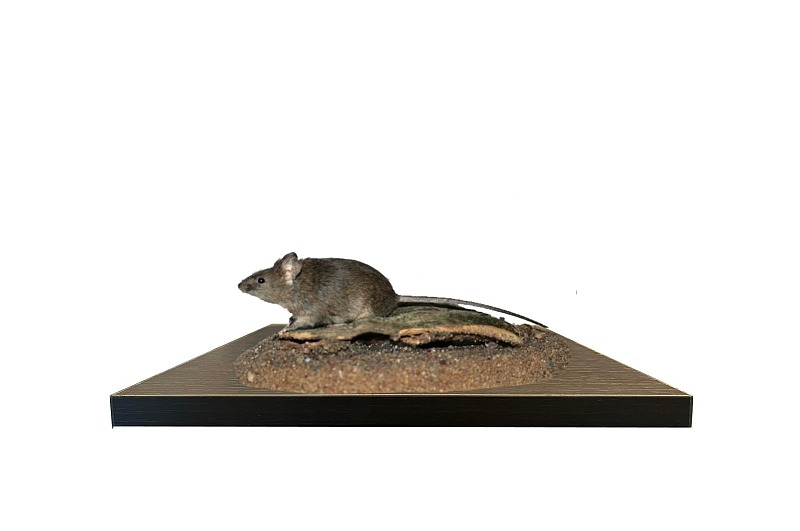 KUB-DP-025 MYŠ DOMÁCÍ (MUS MUSCULUS)