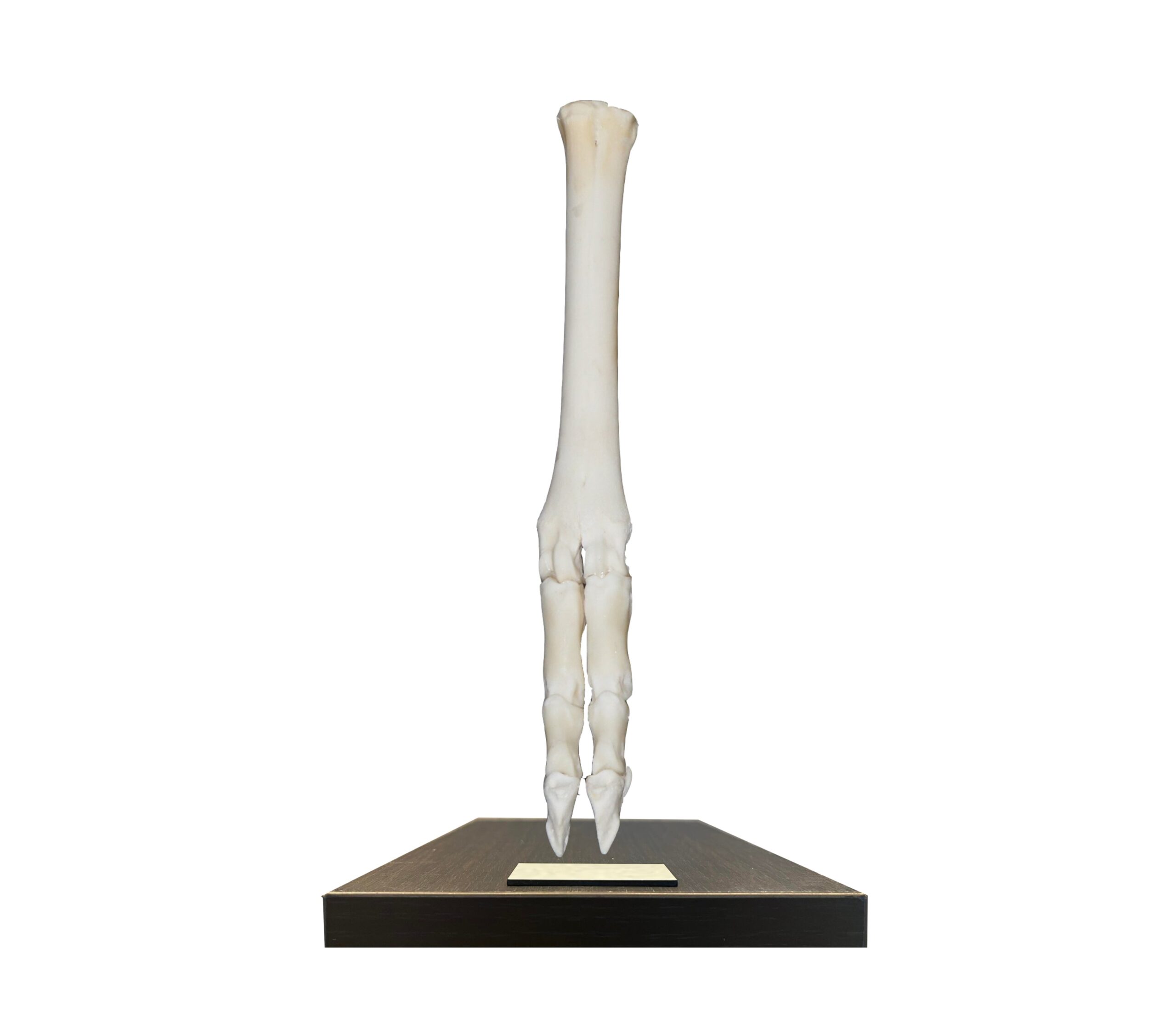 KUB-KS-011 Chodidlo ovce