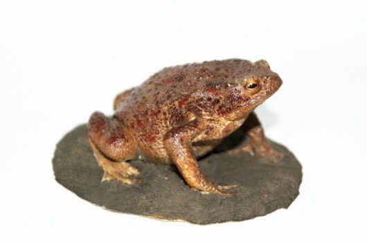 Ropucha obecná (Bufo bufo)