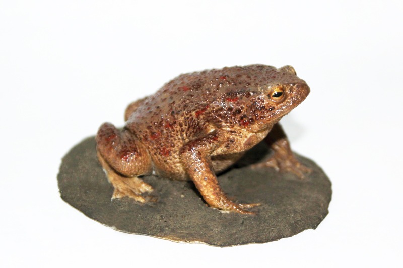 KUB-MO-001 Ropucha obecná (Bufo bufo)