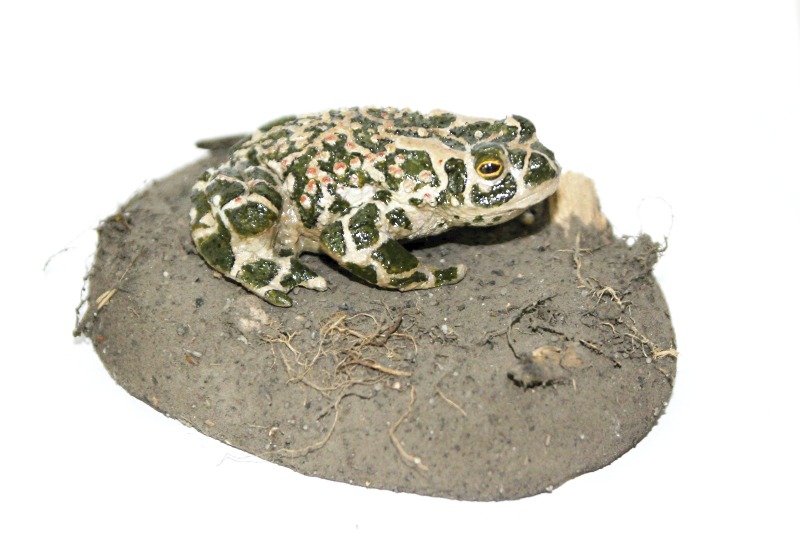 KUB-MO-002 Model ropucha zelená (Bufo viridis)
