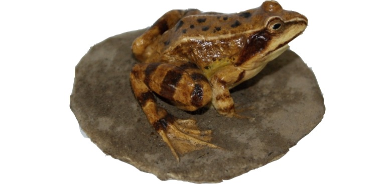 KUB-MO-008 Model skokan štíhlý (Rana dalmatina)