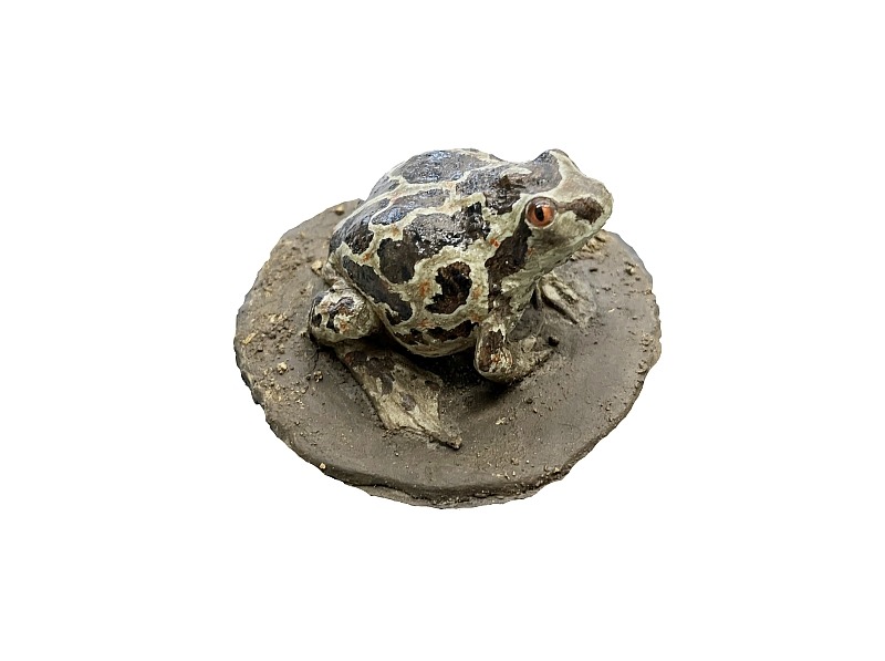 KUB-MO-012 Model blatnice skvrnitá (Pelobates fuscus)