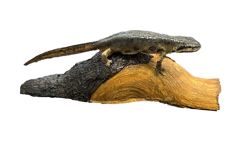 KUB-MO-017 Model čolek obecný-samice (Triturus vulgaris)