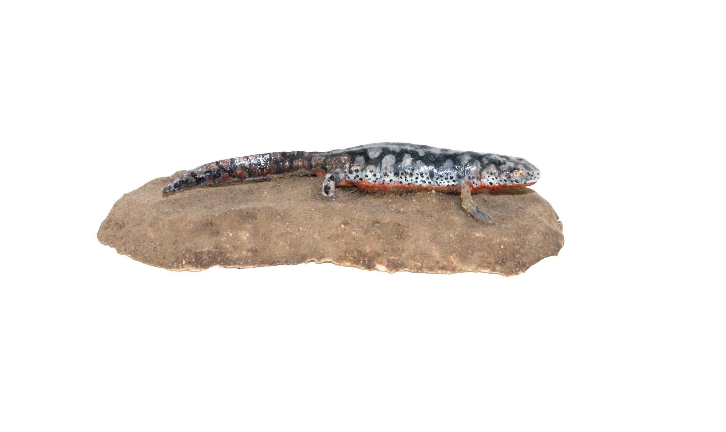 KUB-MO-021 (2) Model čolek horský-samice (Triturus alpestris)