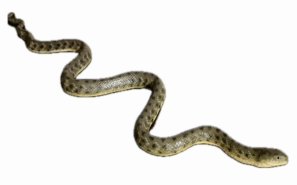 KUB-MO-036 Užovka podplamatá (Natrix tessellata)
