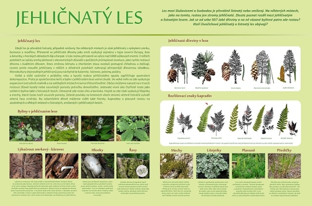 KUB-NT-002 Jehličnatý les