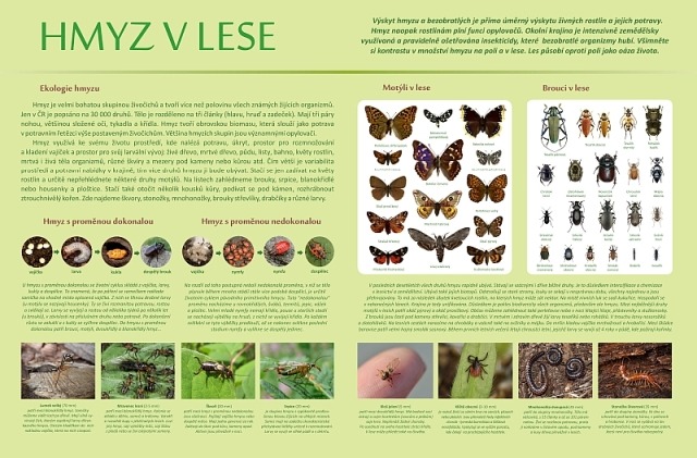 KUB-NT-006 Hmyz v lese