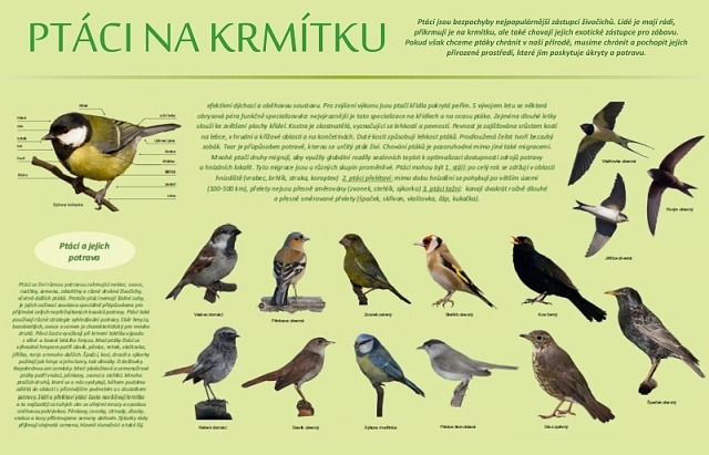 KUB-NT-027 Ptáci na krmítku