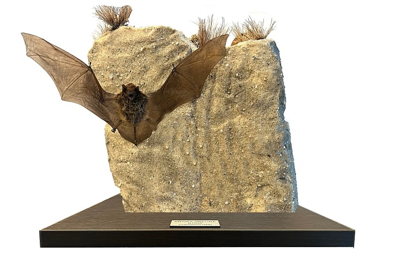 KUB-DP-032 Netopýr (Pipistrellus javanicus)