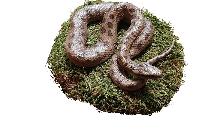 KUB-MO-034 Model užovka hladká (Coronella austriaca)