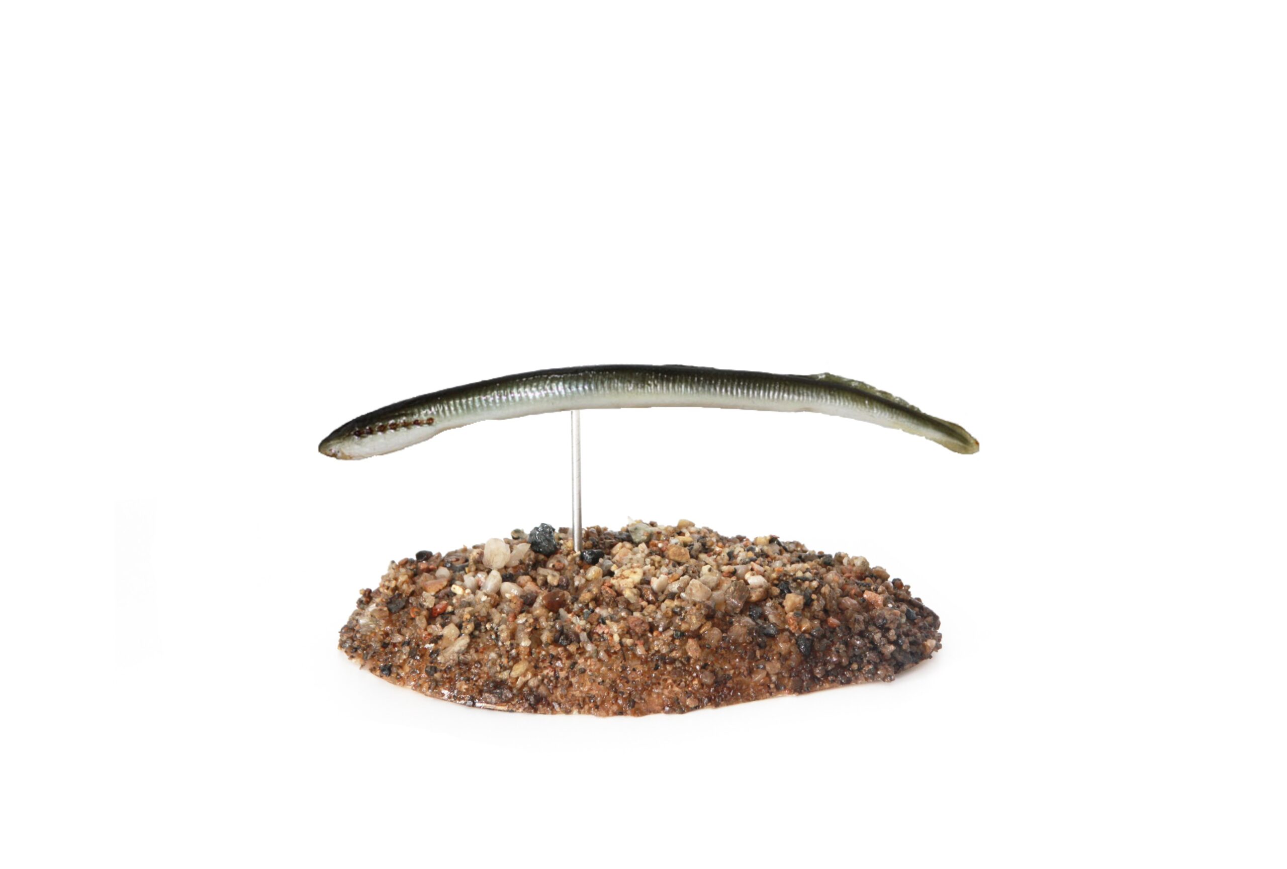 KUB-MR-030 MIHULE POTOČNÍ (LAMPETRA PLANERI)